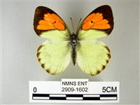 異粉蝶、雌白黃蝶藏品圖，第1張