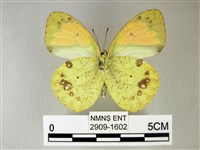 異粉蝶、雌白黃蝶藏品圖，第2張