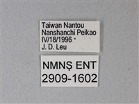 異粉蝶、雌白黃蝶藏品圖，第3張