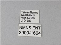 異粉蝶、雌白黃蝶藏品圖，第3張