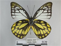 鋸粉蝶藏品圖，第2張