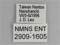 鋸粉蝶藏品圖，第3張