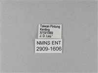 大白斑蝶藏品圖，第3張