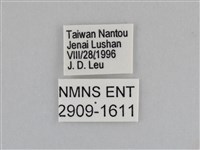 紫帶眉眼蝶藏品圖，第3張