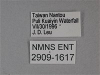枯葉蝶藏品圖，第3張