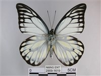 鋸粉蝶藏品圖，第1張