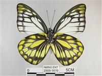 鋸粉蝶藏品圖，第2張