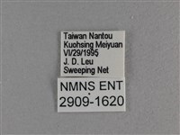 小雙尾蛺蝶藏品圖，第3張