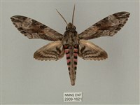 蝦殼天蛾藏品圖，第1張