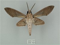 蝦殼天蛾藏品圖，第2張