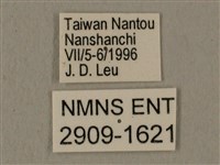 蝦殼天蛾藏品圖，第3張