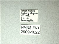 斑鳳蝶藏品圖，第3張