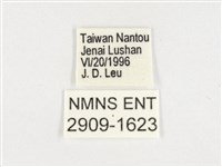 玉帶黛眼蝶藏品圖，第3張