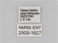 小波眼蝶藏品圖，第3張
