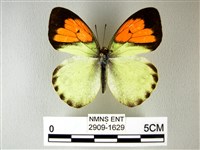 異粉蝶、雌白黃蝶藏品圖，第1張