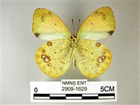 異粉蝶、雌白黃蝶藏品圖，第2張