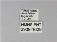 異粉蝶、雌白黃蝶藏品圖，第3張