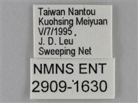 紫俳線蛺蝶藏品圖，第3張