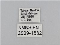 紫帶眉眼蝶藏品圖，第3張