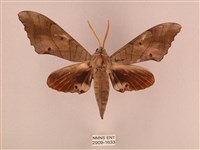 栗六點天蛾藏品圖，第1張