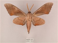 栗六點天蛾藏品圖，第2張