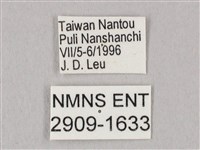 栗六點天蛾藏品圖，第3張