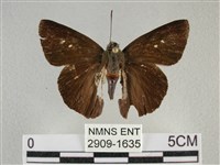 圓翅絨弄蝶藏品圖，第1張