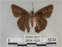 圓翅絨弄蝶藏品圖，第2張