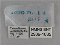 圓翅絨弄蝶藏品圖，第3張