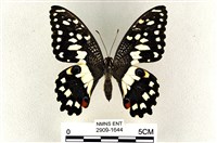 花鳳蝶、無尾鳳蝶藏品圖，第1張