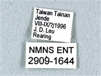 花鳳蝶、無尾鳳蝶藏品圖，第3張