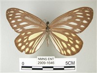 流星絹粉蝶藏品圖，第1張