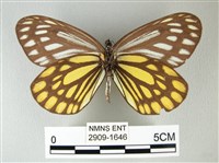 流星絹粉蝶藏品圖，第2張