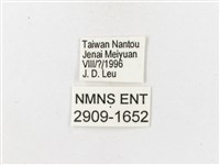 狹翅波眼蝶藏品圖，第3張