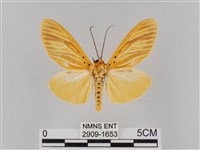 橙擬燈蛾藏品圖，第1張