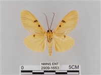 橙擬燈蛾藏品圖，第2張