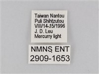 橙擬燈蛾藏品圖，第3張