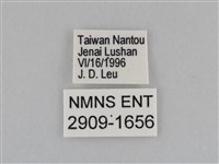 江崎波眼蝶藏品圖，第3張