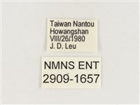 永澤蛇眼蝶藏品圖，第3張