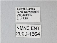 細邊琉灰蝶藏品圖，第3張