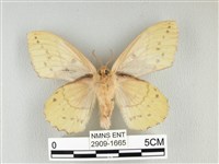 青枯葉蛾藏品圖，第2張