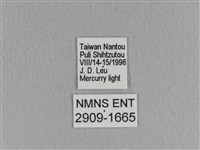 青枯葉蛾藏品圖，第3張