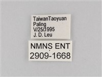 大波眼蝶藏品圖，第3張