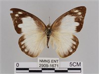 尖翅尖粉蝶藏品圖，第1張