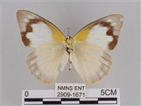 尖翅尖粉蝶藏品圖，第2張