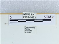 斷線環蛺蝶藏品圖，第3張
