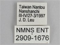 圓翅紫斑蝶藏品圖，第3張