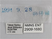 藍紋鋸眼蝶藏品圖，第3張