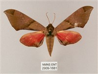 榆綠天蛾藏品圖，第1張