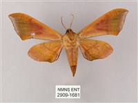 榆綠天蛾藏品圖，第2張